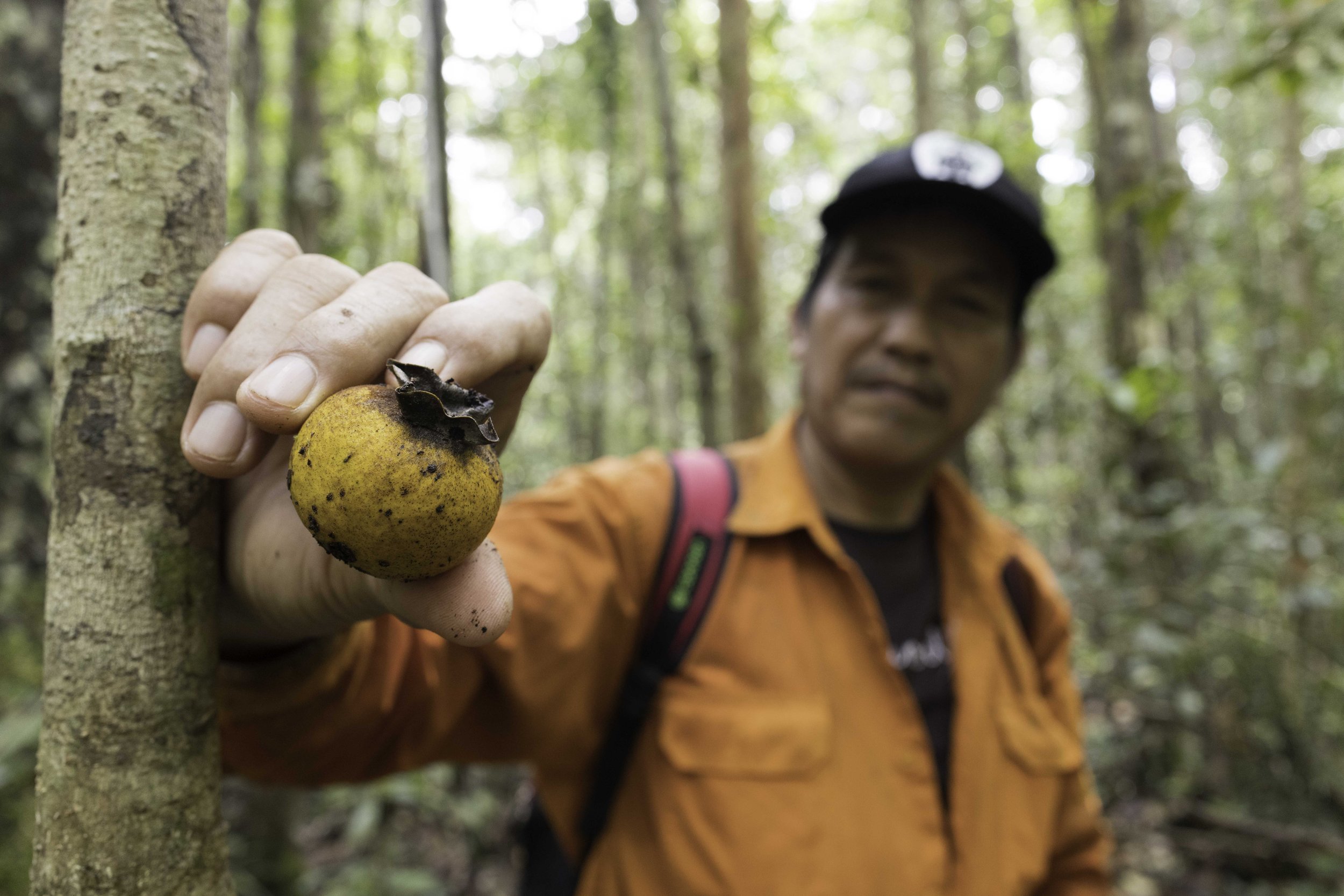  Pak Sudin offers me the fruit of Tuptup Kabali. This fruit is often eaten by orangutans at Tuanan in the Mawas Conservation Area. It is also edible for humans. I tried it and it was mildly sweet, however there wasn’t much edible flesh around the see