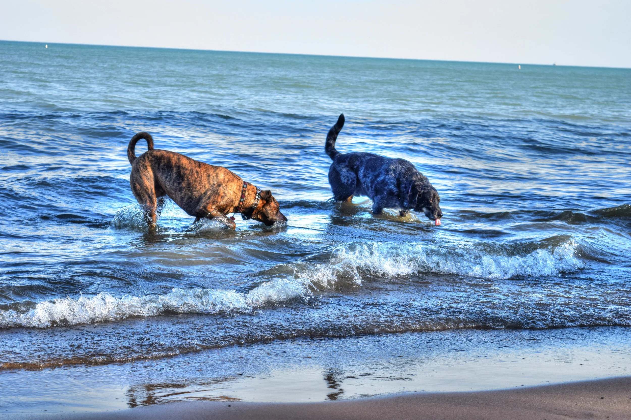 diego-dogs-rodgers-park.jpg