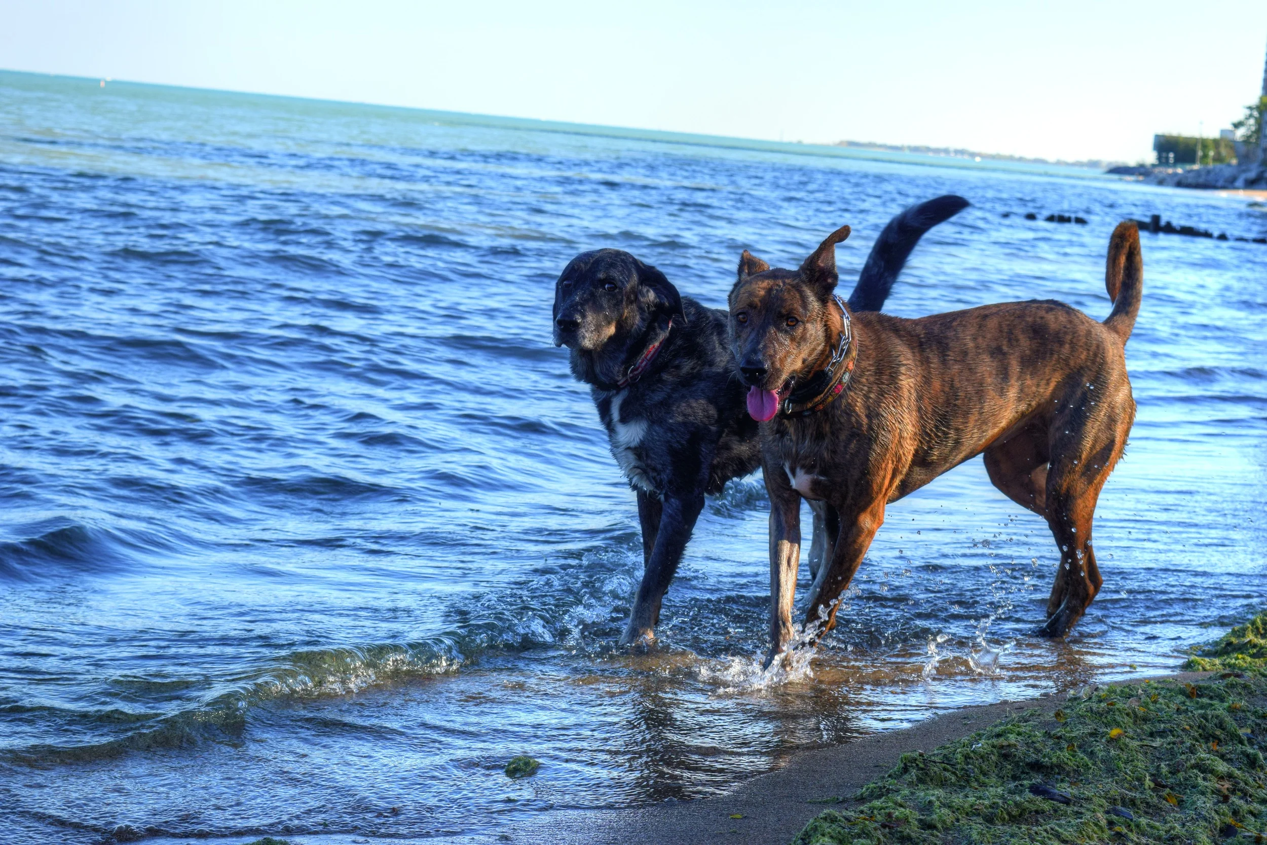diego-yaya-dogs-best friedns.jpg