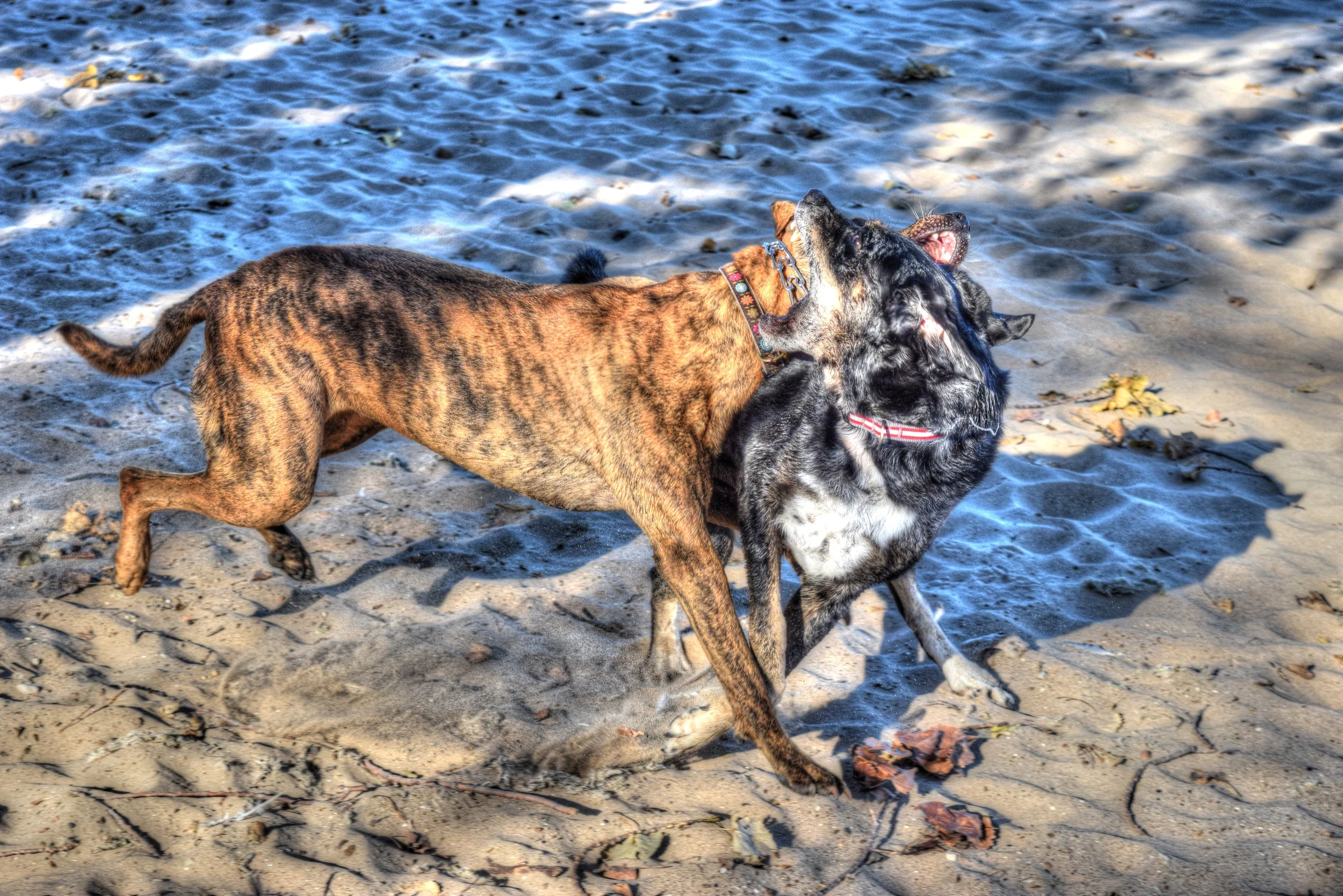 dogs-attack-chicago.jpg
