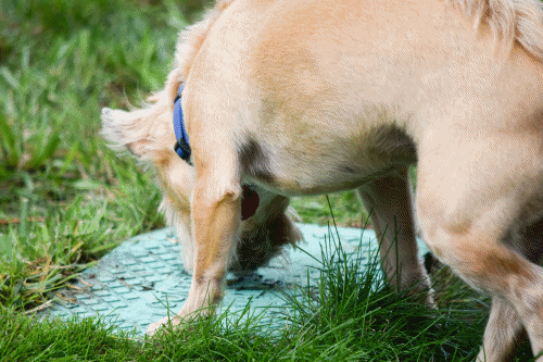 Crazy dog.gif