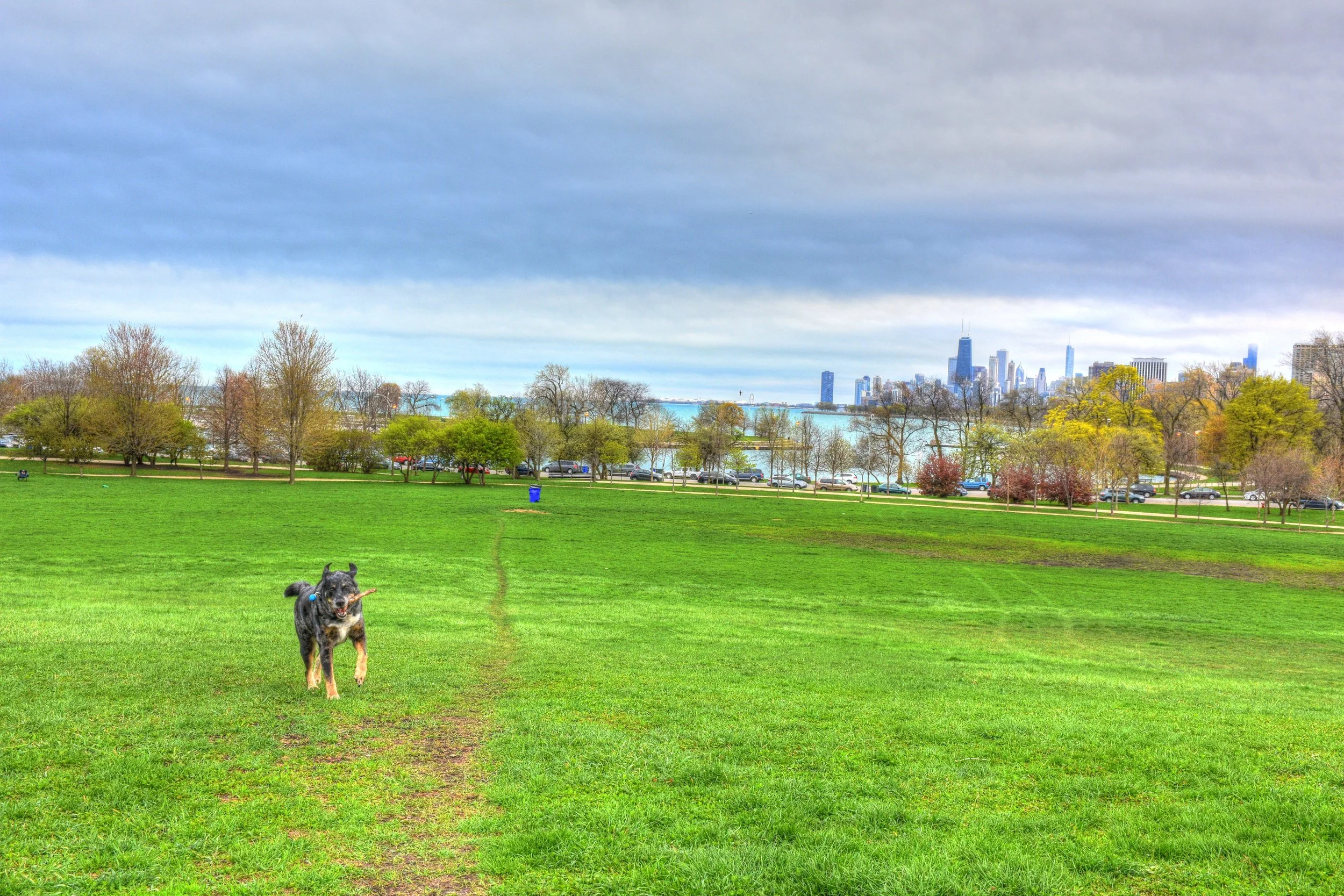 diego fetch cricket hill.jpg