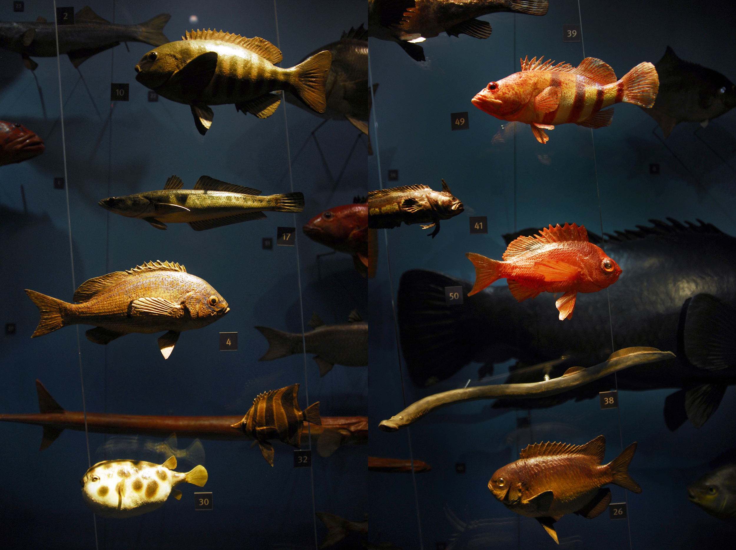 Fish Display SA Museum.jpg