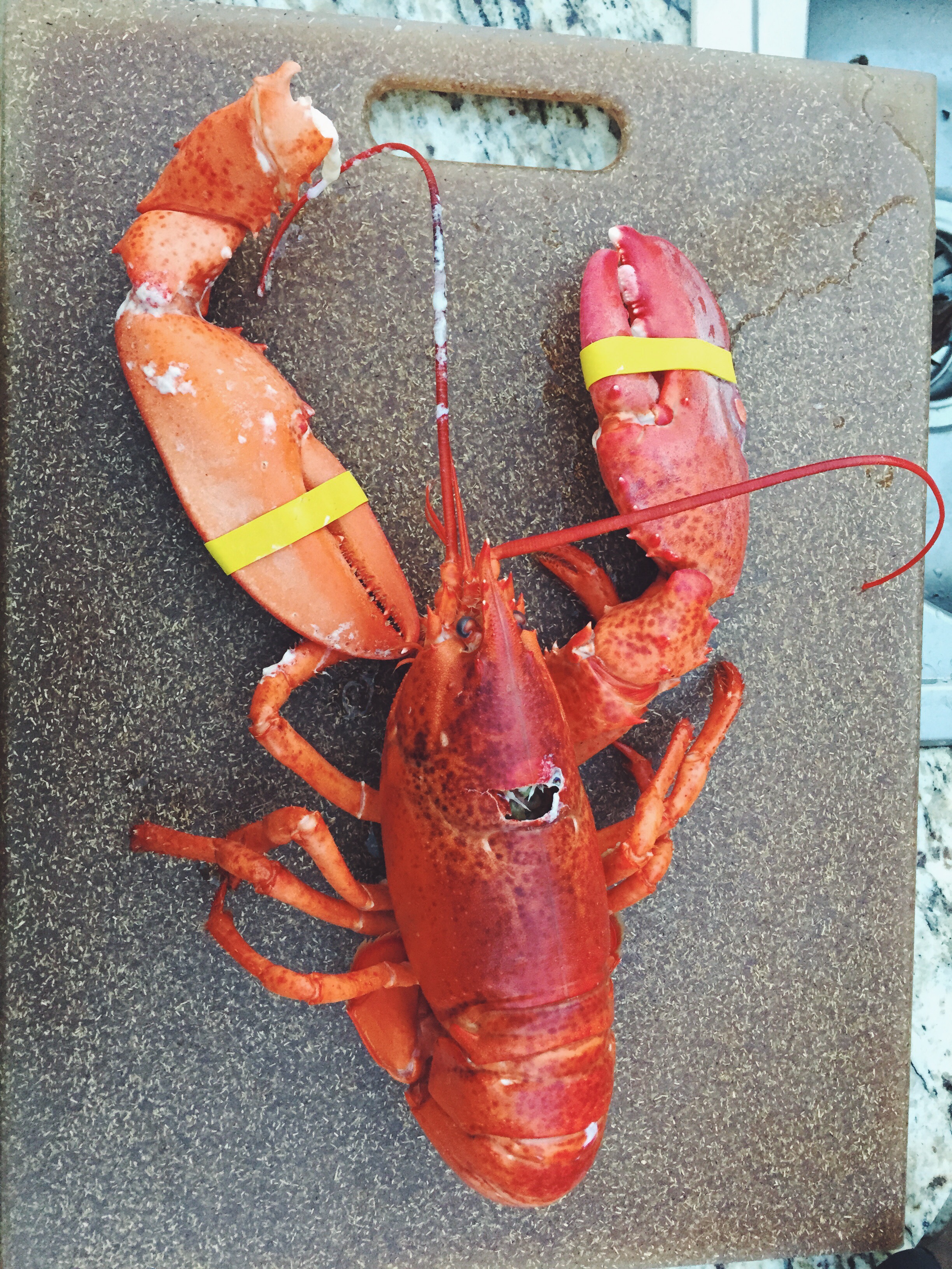 lobster pic2.jpg
