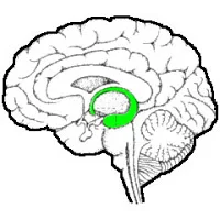 level05hippocampus.jpg