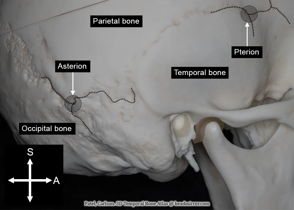Overview of Anatomy — Headmirror