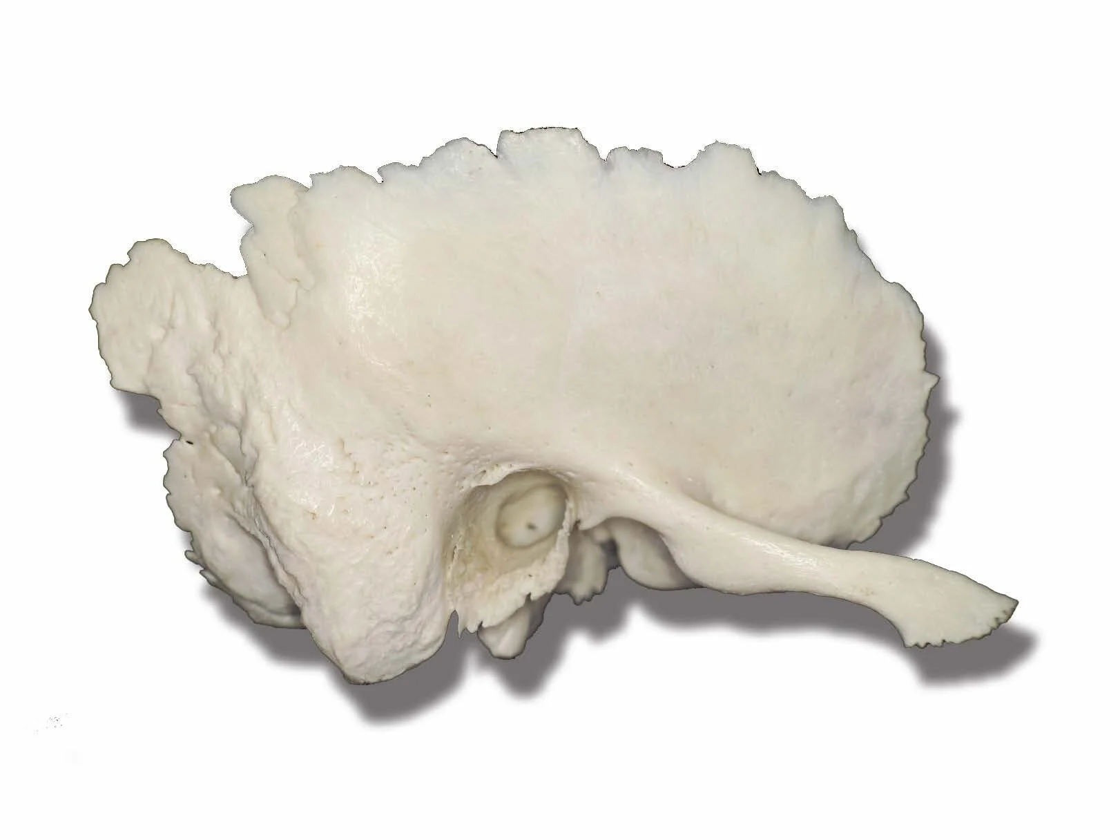 Tbone.jpg