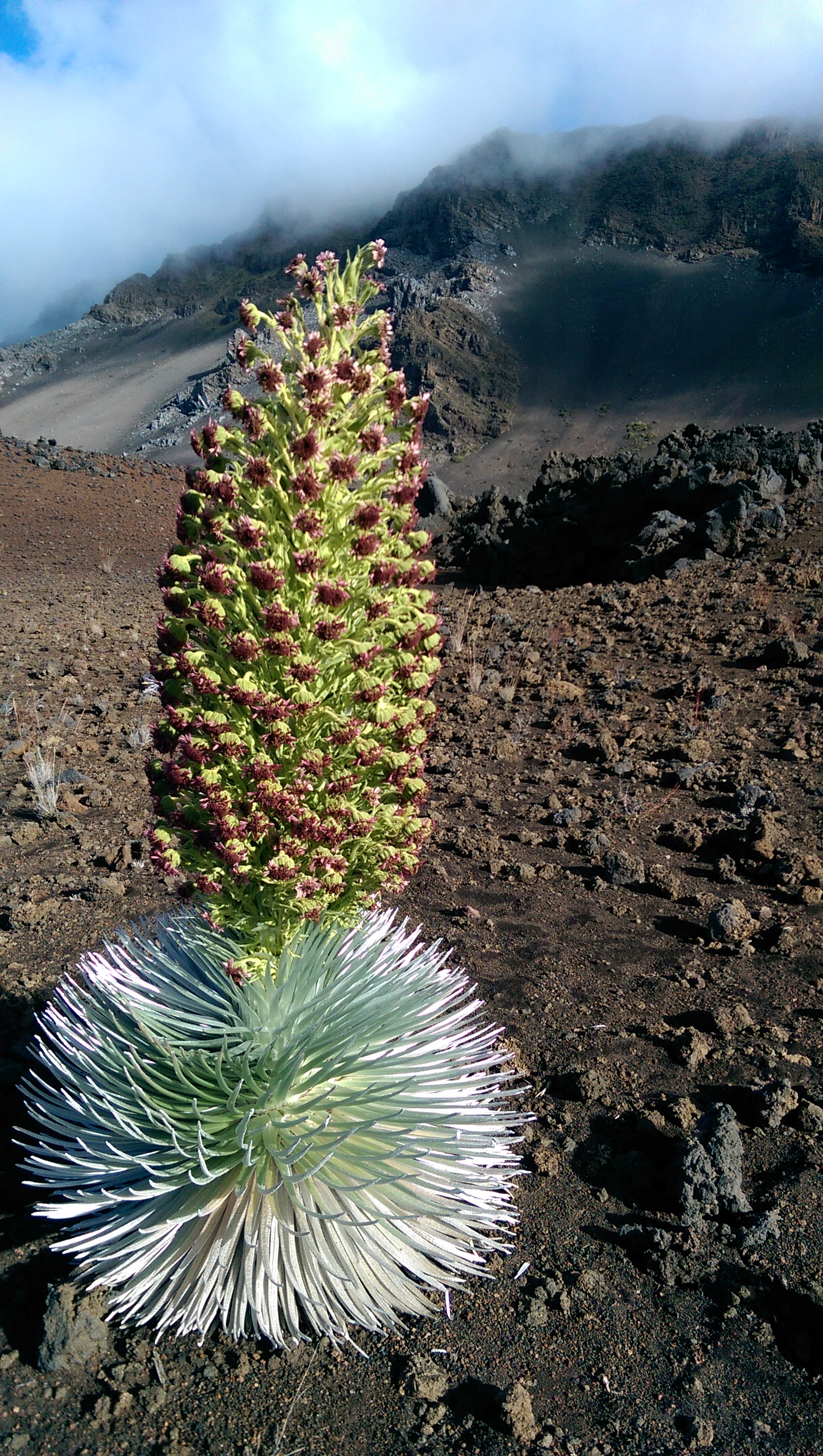 Haleakala Silversword in full bloom. I love this photo.