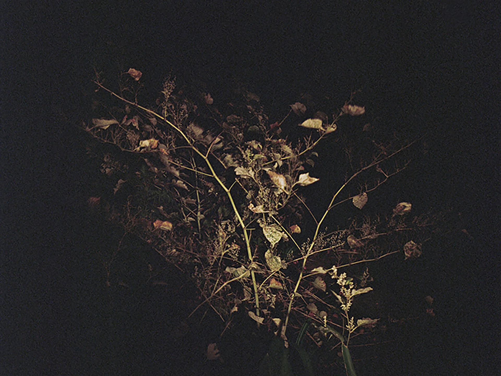 Watkins_Allison_04.jpg