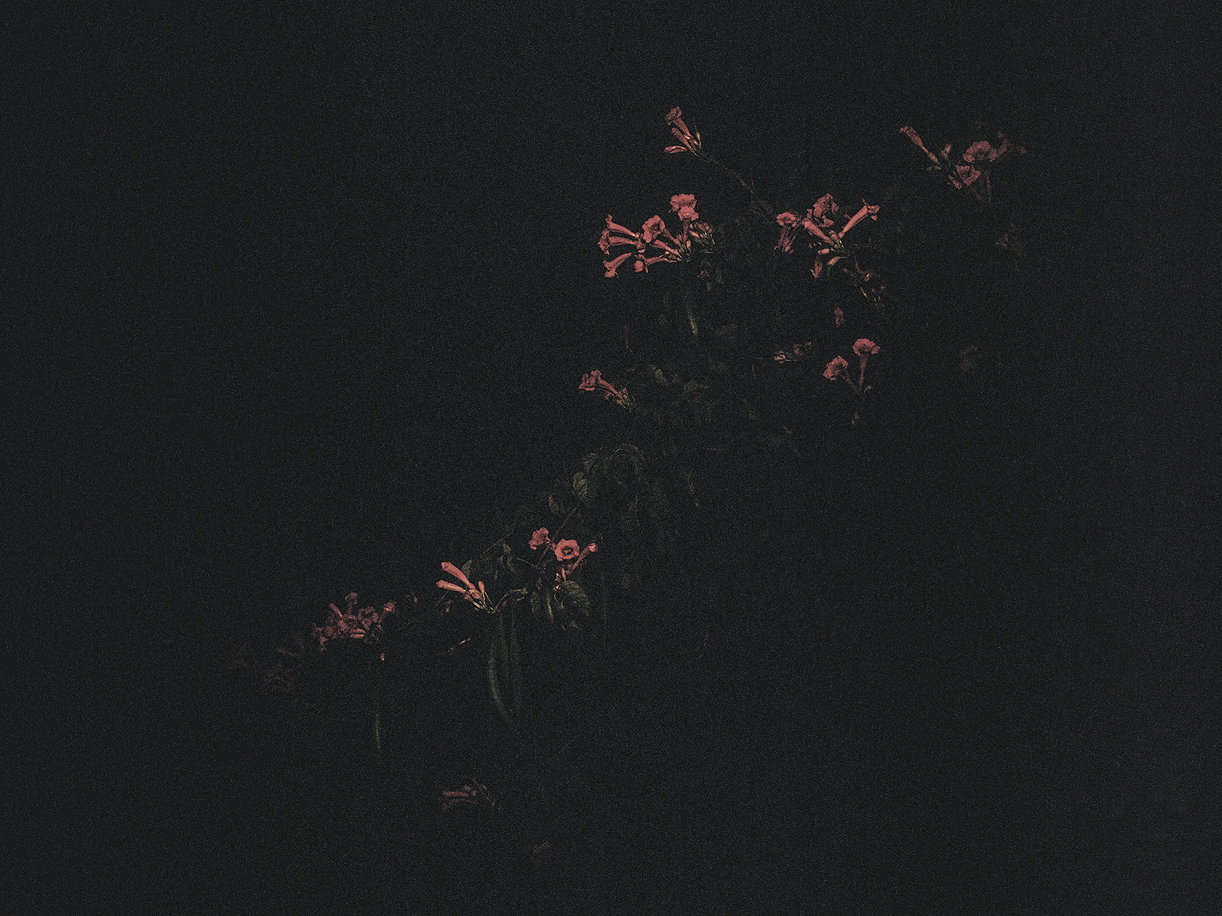 reilluminate_trumpet_flowers_20.jpg