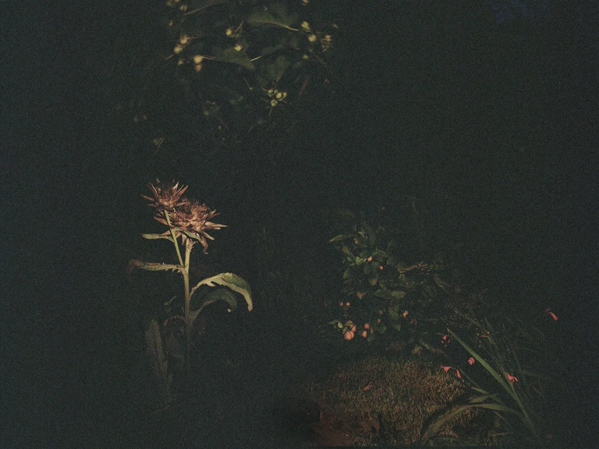 REILLUMINATE archival pigment prints on rag paper, from film negative. dimensions variable, 2014-ongoing. Most of our relationships with plants are during the day, during the magic of photosynthesis, a time when we can admire the visible beauty of nature lit up brightly by the sunlight. I walk around at night and gather plants and flowers with controlled lighting, illuminating the darkened garden that has receded since the sun has gone down. This process brings attention to the temporal light of the day, having much in common with the temporal existence of plants and flowers- their constantly changing shape and form calls attention to their short-lived life span.