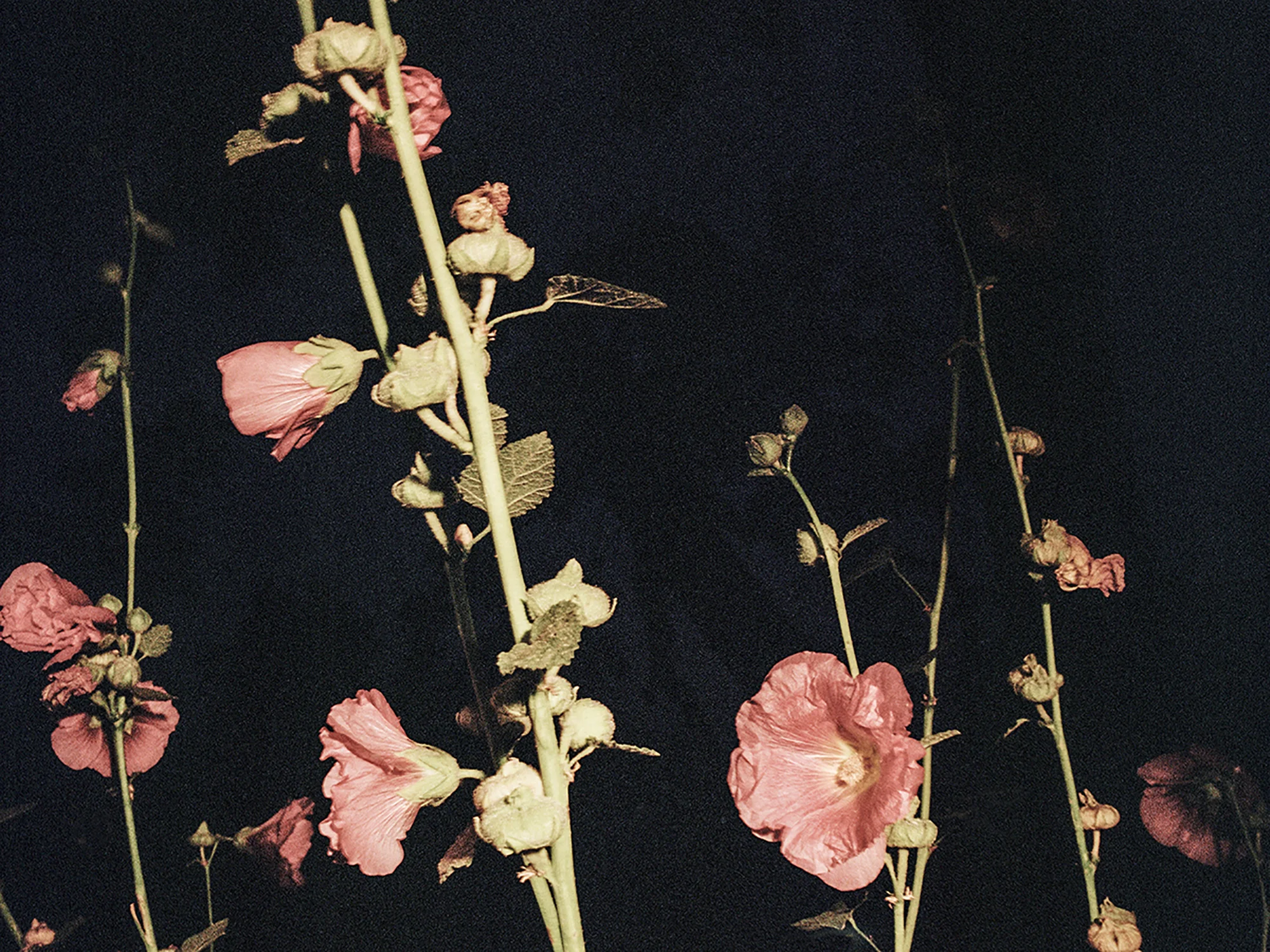 reilluminate_oxbow_river_flowers.jpg