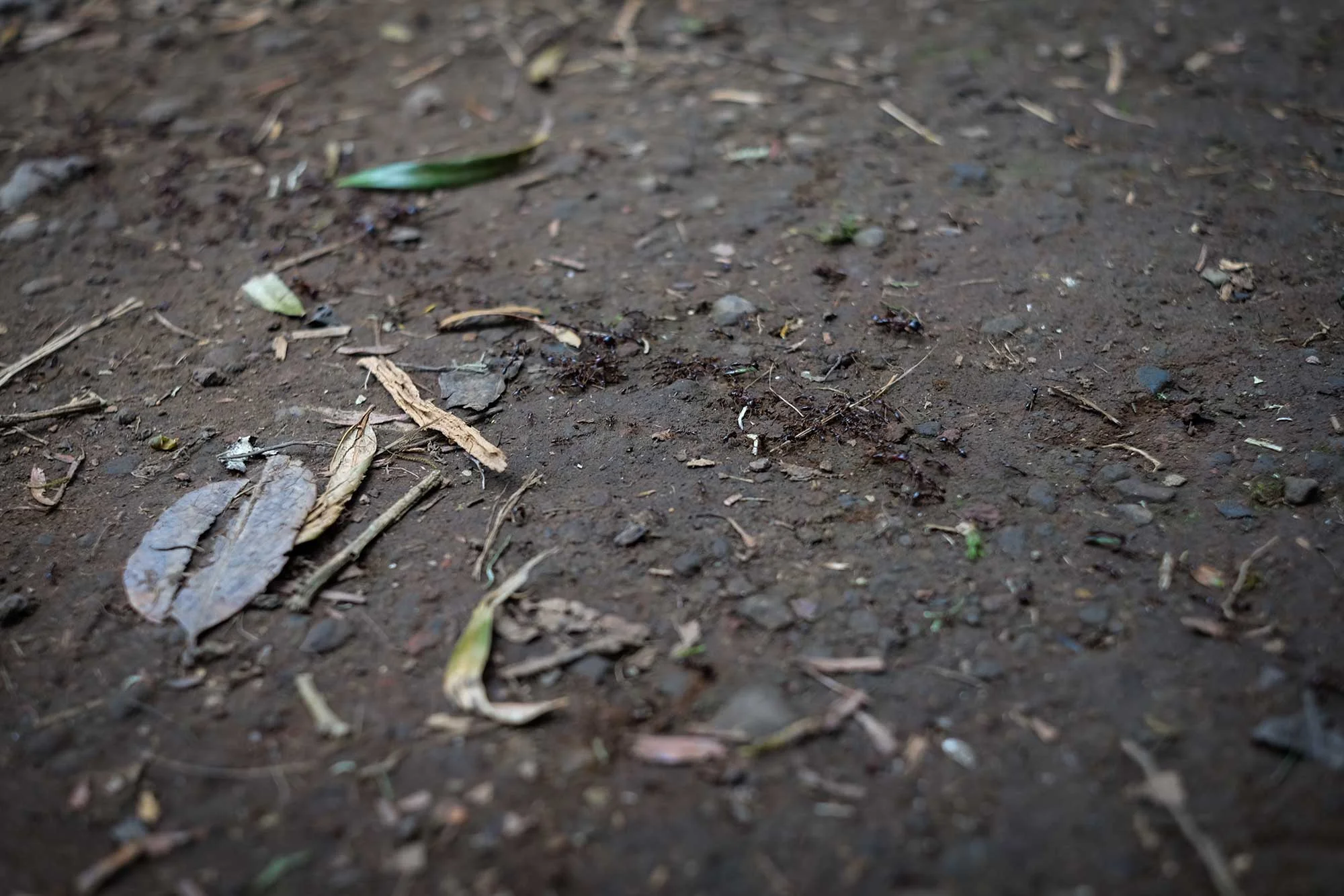 I forget what they said would happen to us if these ants bit us. But I remember it was no bueno. Took a big step over these bad boys