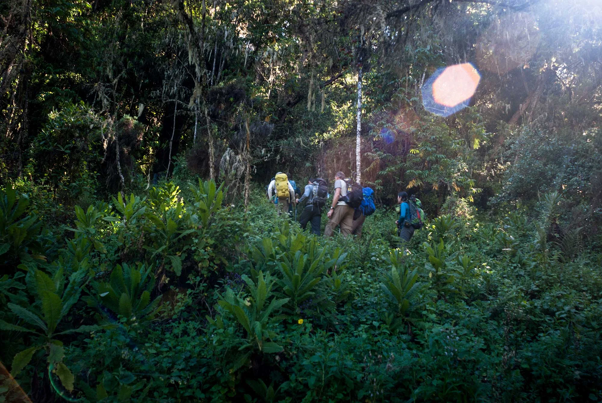 D2-09-Jungle-all-the-way-kilimanjaro.jpg