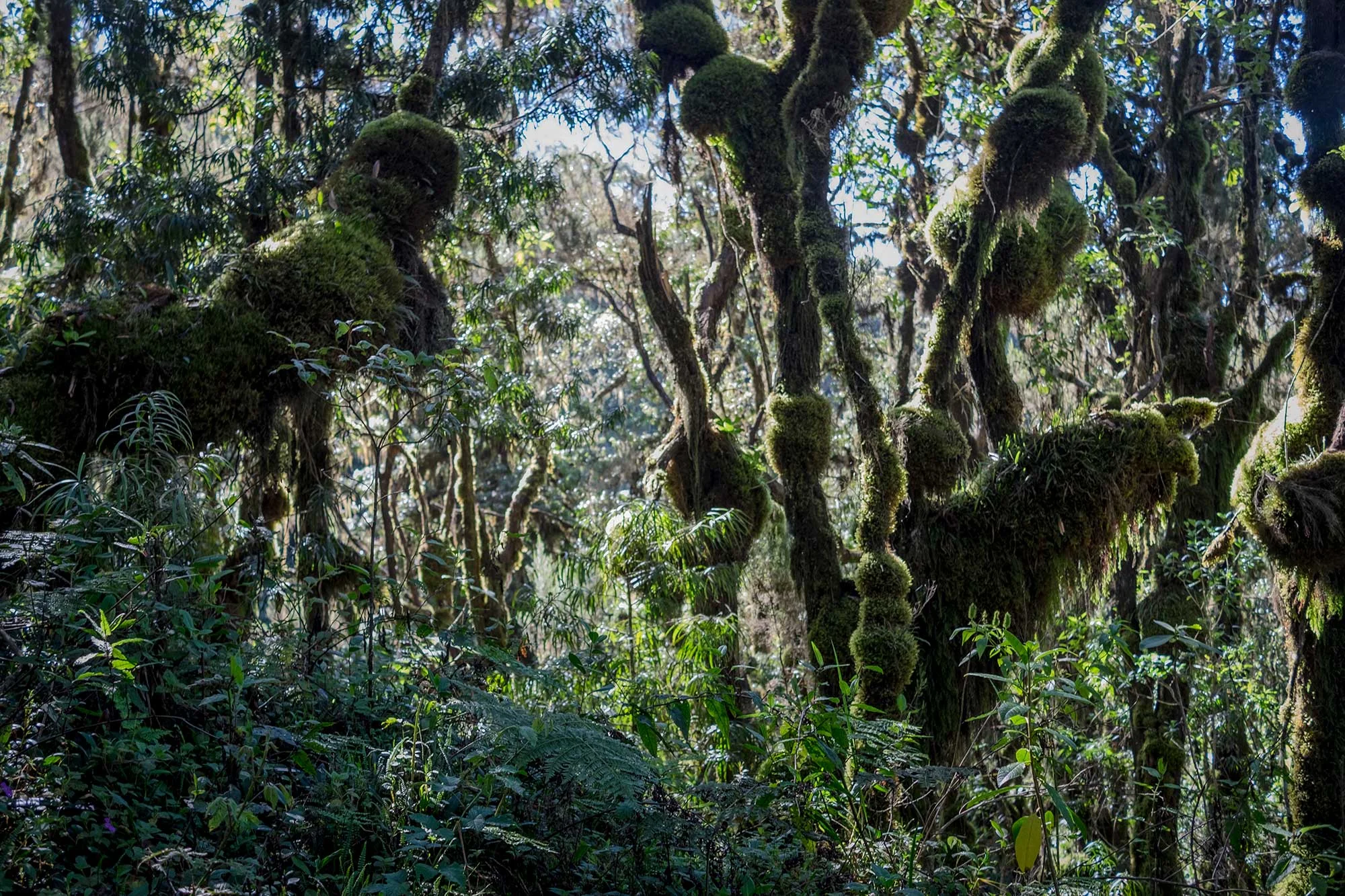 After spending days above the tree line, the return to the jungle felt even more foreign and exotic than the beginning of the trip.
