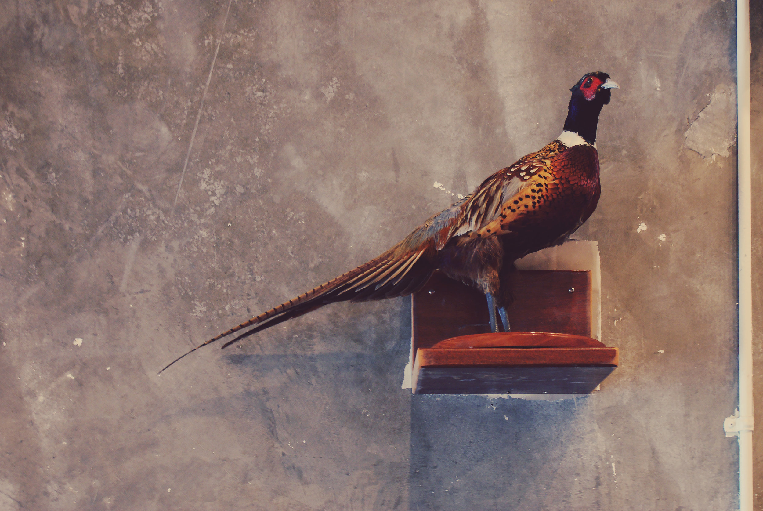 Gunwhale Pheasant