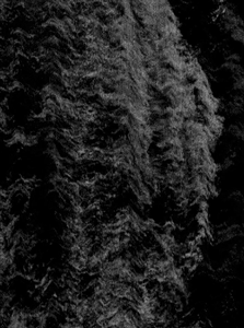 suzanne-darcy-1b.gif