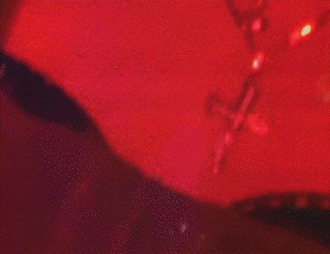 suzanne-darcy-60.gif