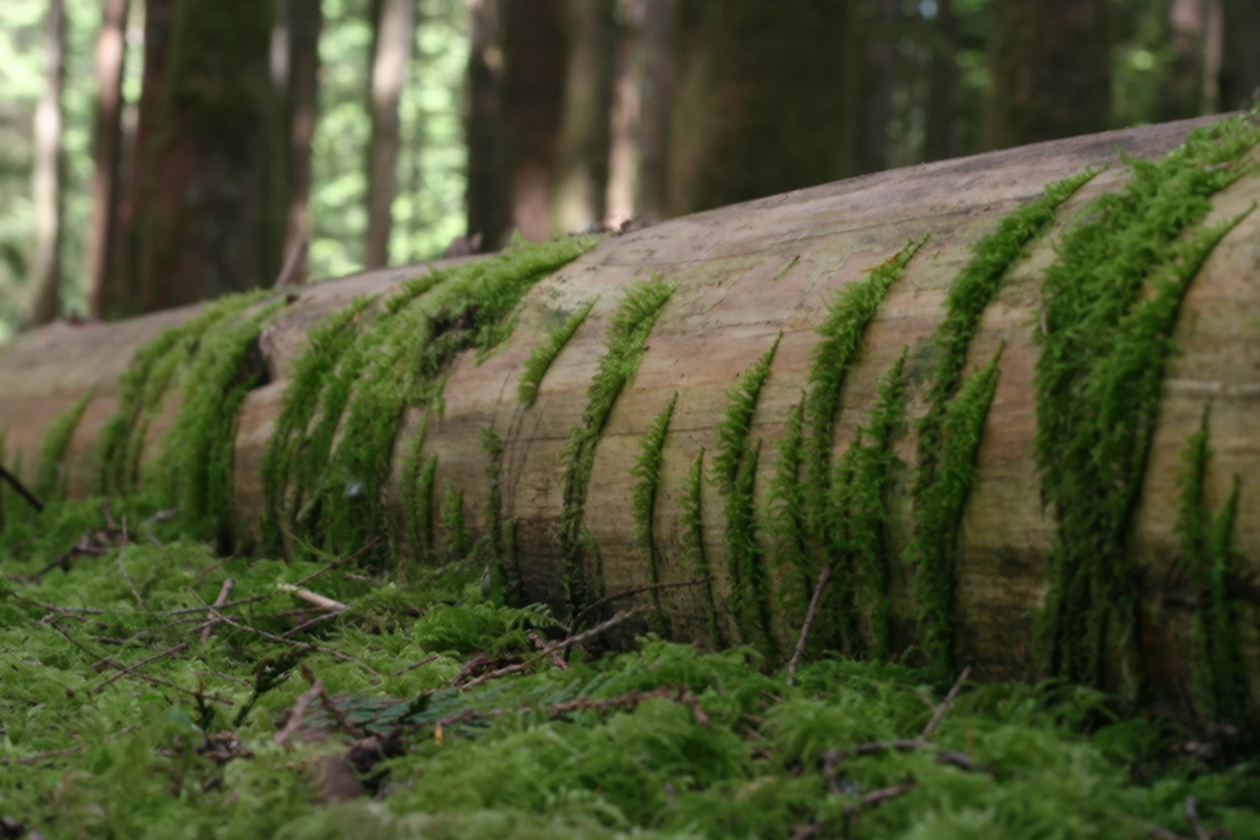 The universe, according to Beth (rather, Denis Lamoureux).  Ha.