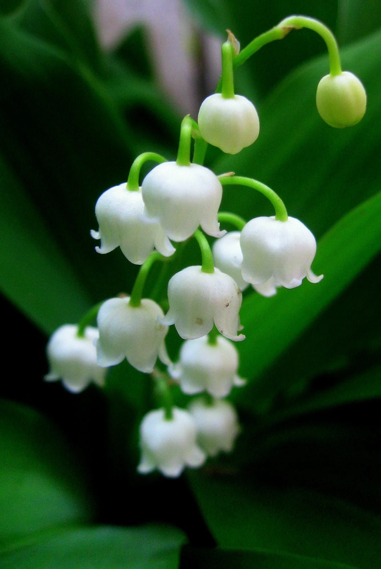 The trees were holding out on me.