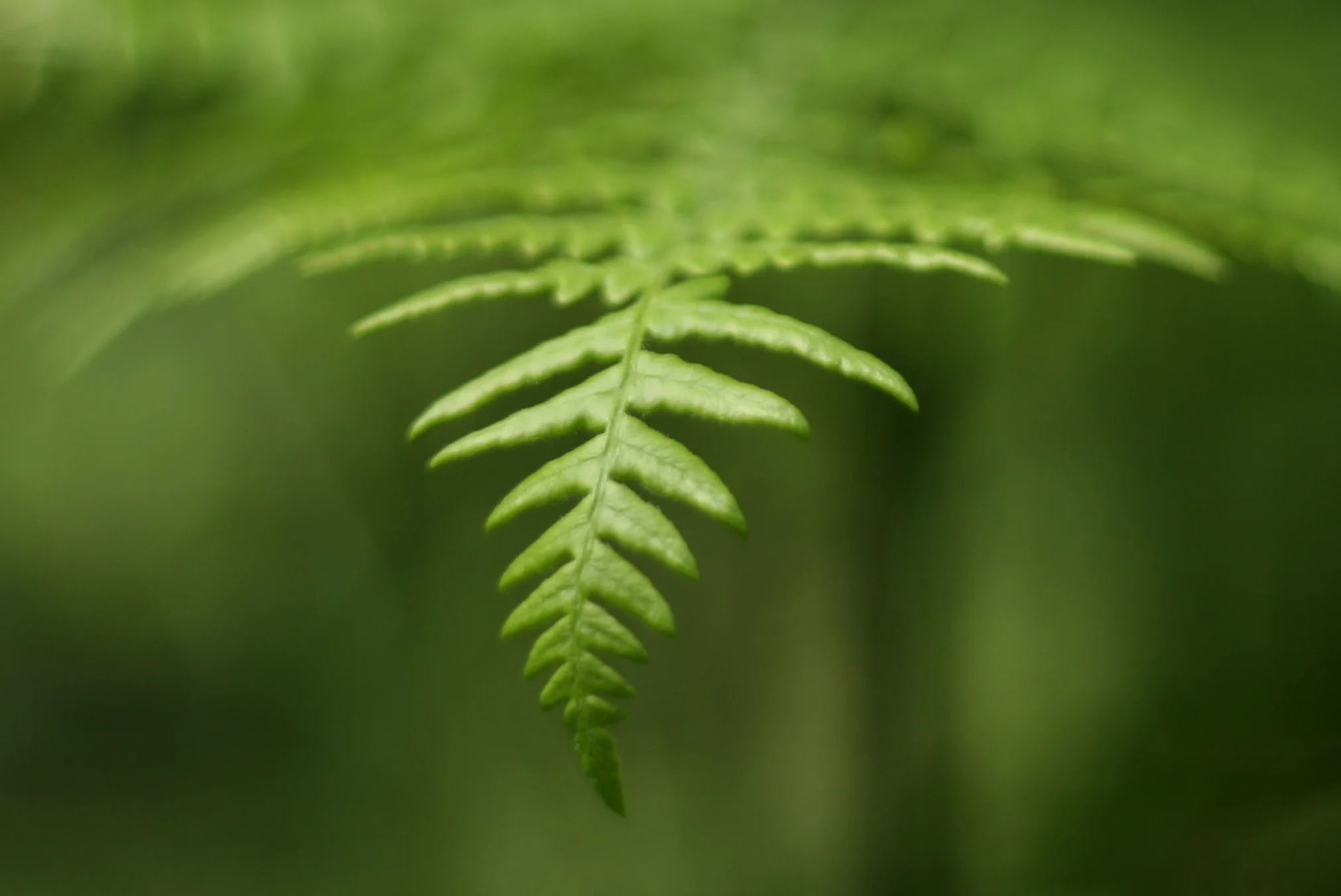 Bono in conversation