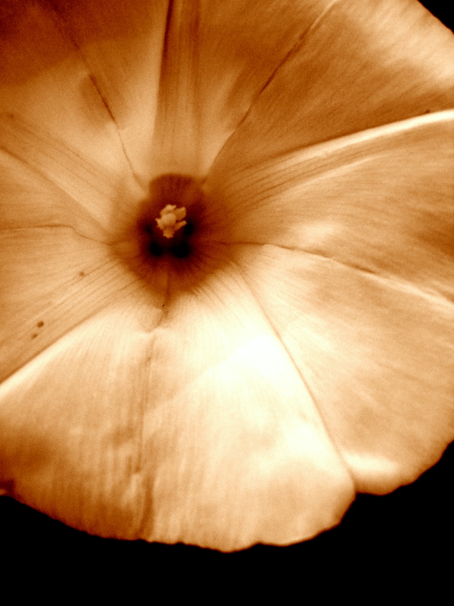 the Christmas concert