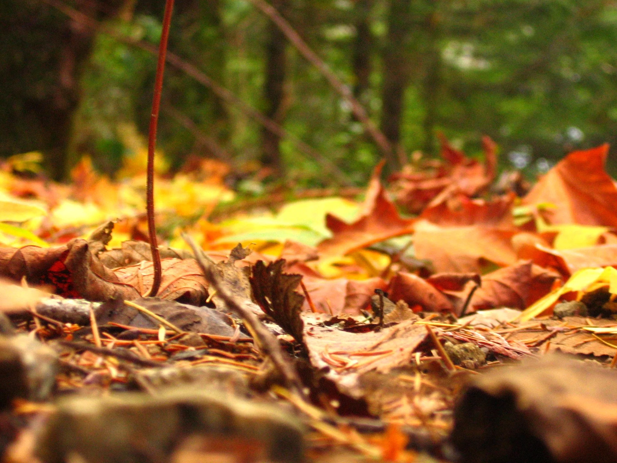 Maybe I will name my first child "Aurelia"