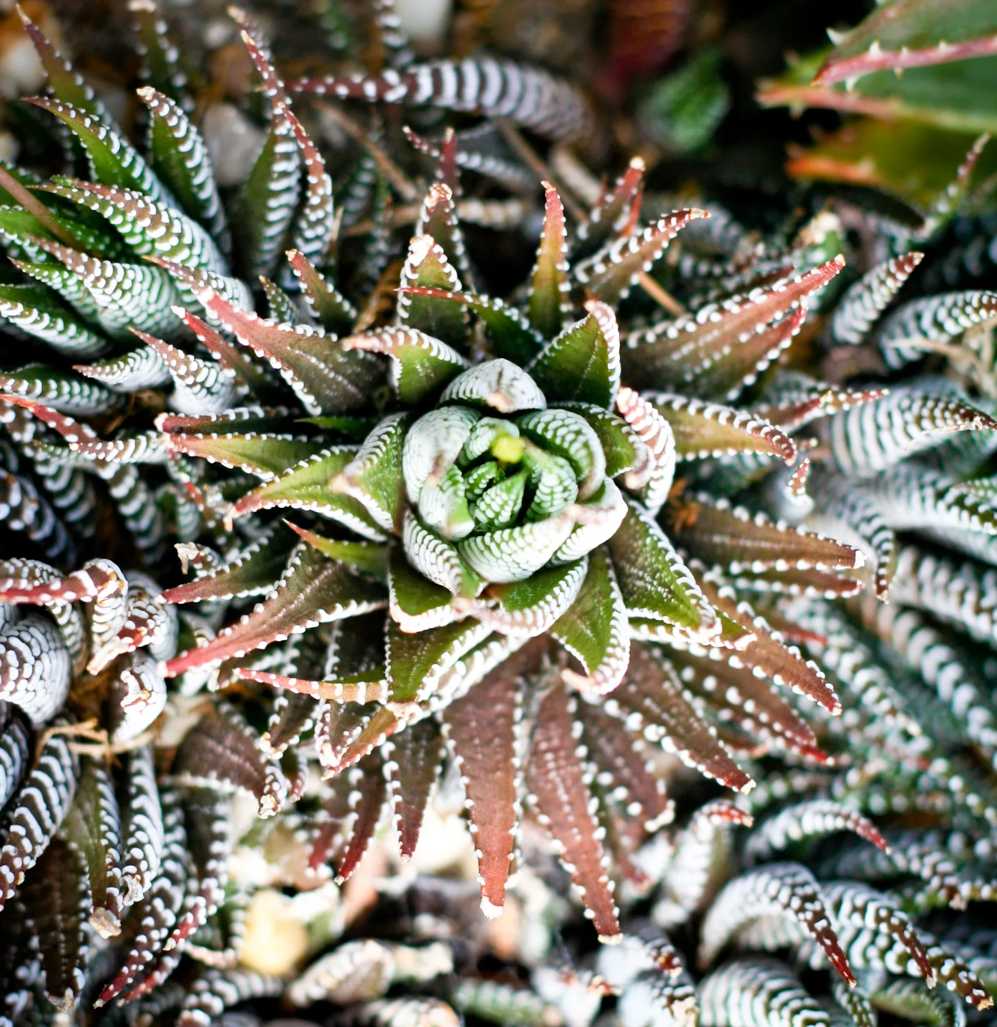 Post-election Sermon