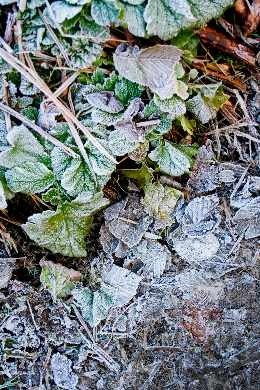 My Morning Prayer for Lent