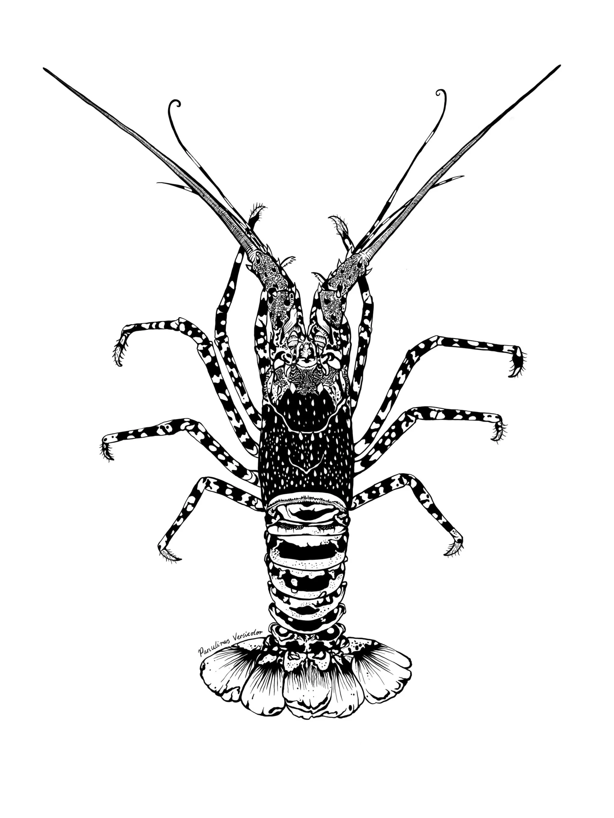 Painted Crayfish | Limited Edition Print