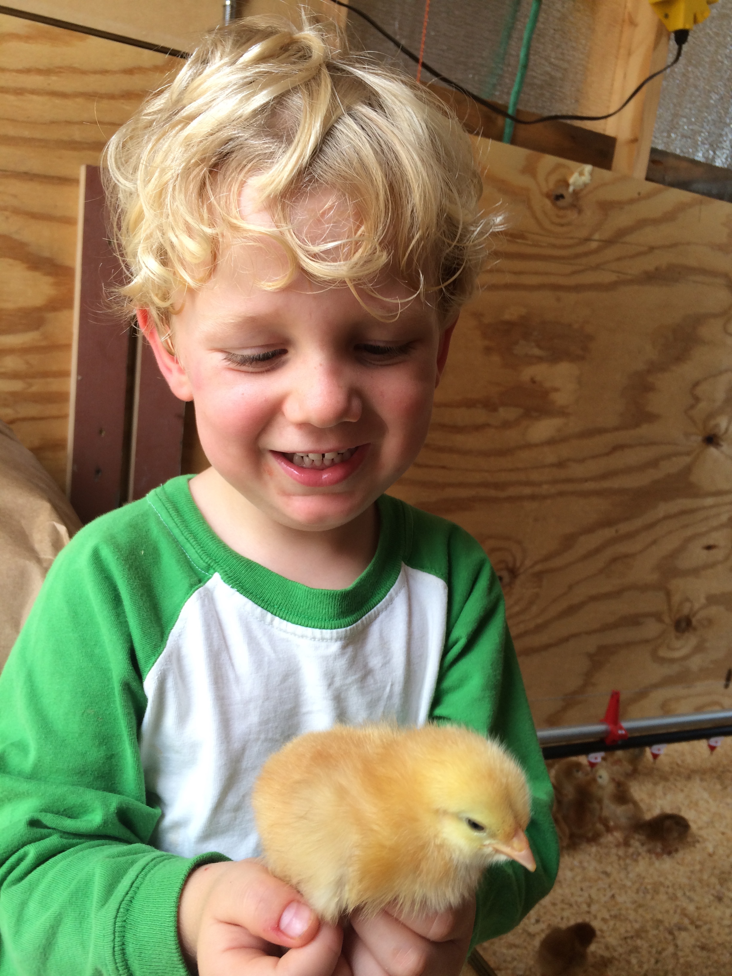 Our son helps greet the chicks.