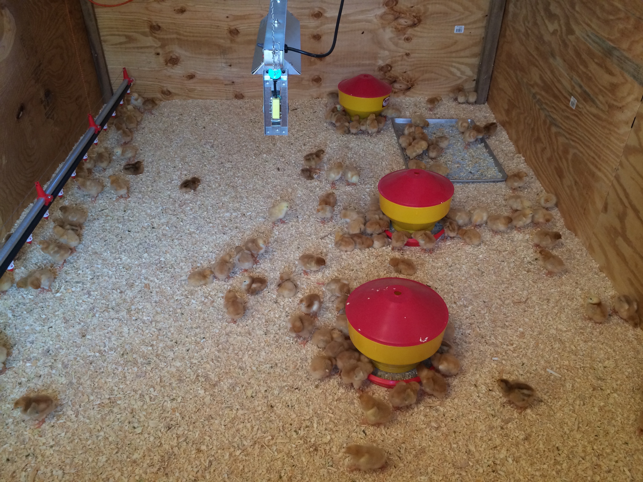 The anatomy of a brooder: heat lamp above the wood chip covered floor, red/yellow feeders, and a watering line.