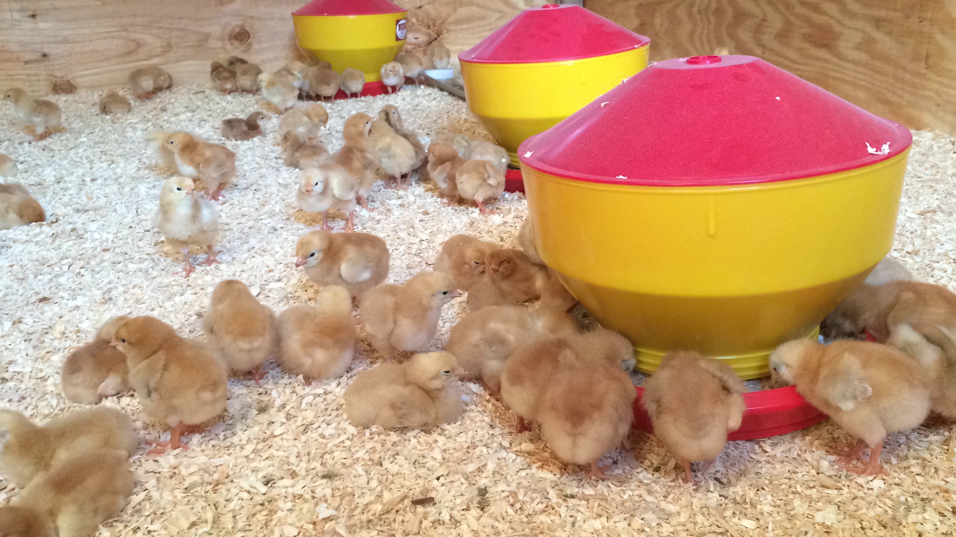  The new arrivals spent most of their time eating, drinking, and napping under the heat lamp.