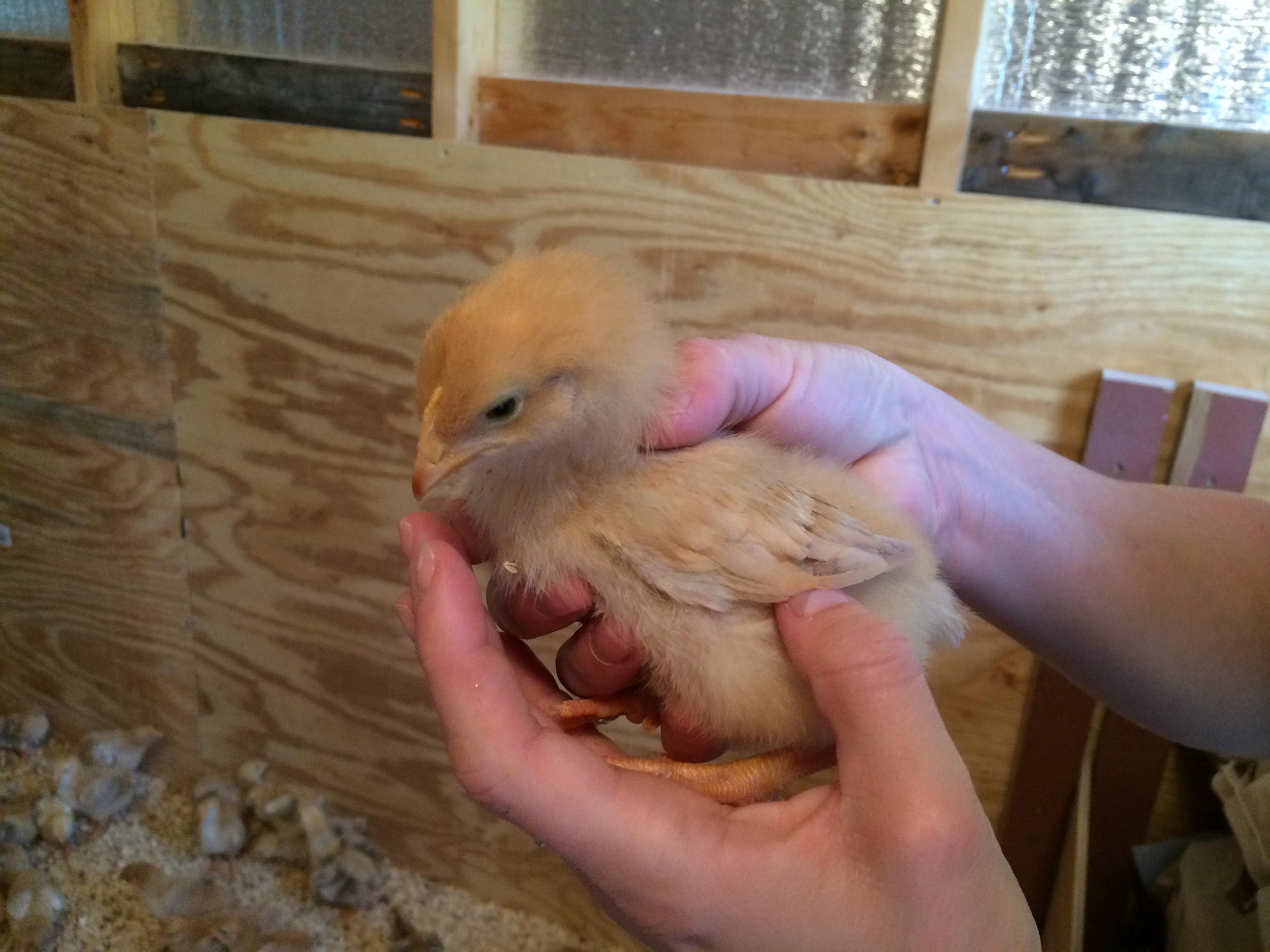 The chicks grow and begin to develop wing and tail feathers.