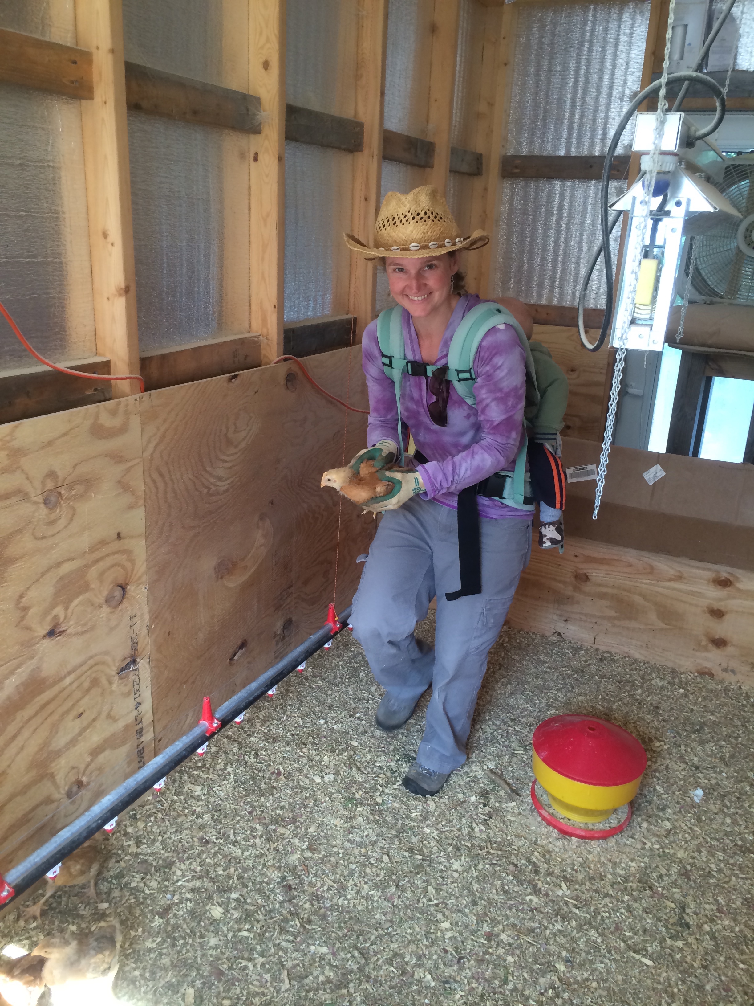  At three weeks of age, the chickens are moved from the brooder to pasture shelters.