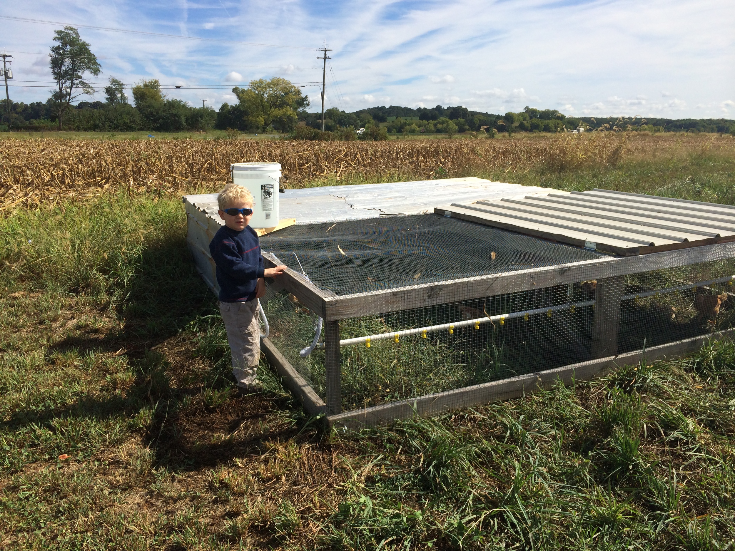 The shelter gives the birds protection from arial predators while the open floor gives them access to fresh forage. 
