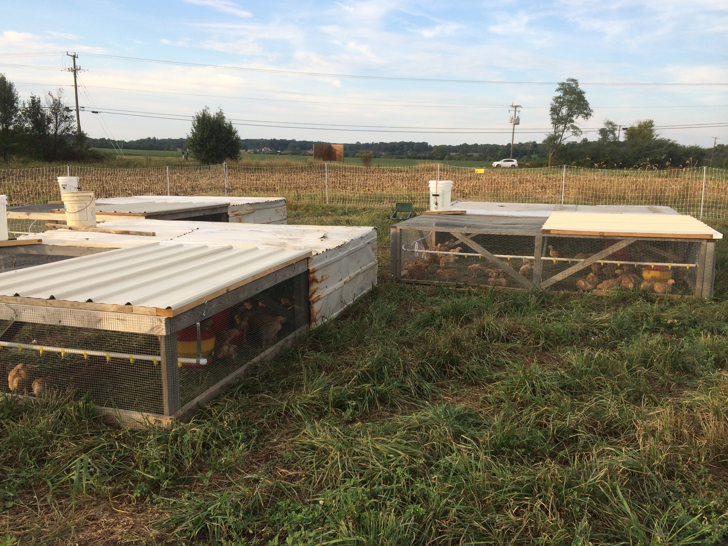 The chickens receive fresh water and feed daily. Their feed is organic, locally-milled, GMO-free, and soy-free. They also receive a fresh patch of pasture daily, and spend most of their time catching bugs and eating clover, alfalfa, and grasses.