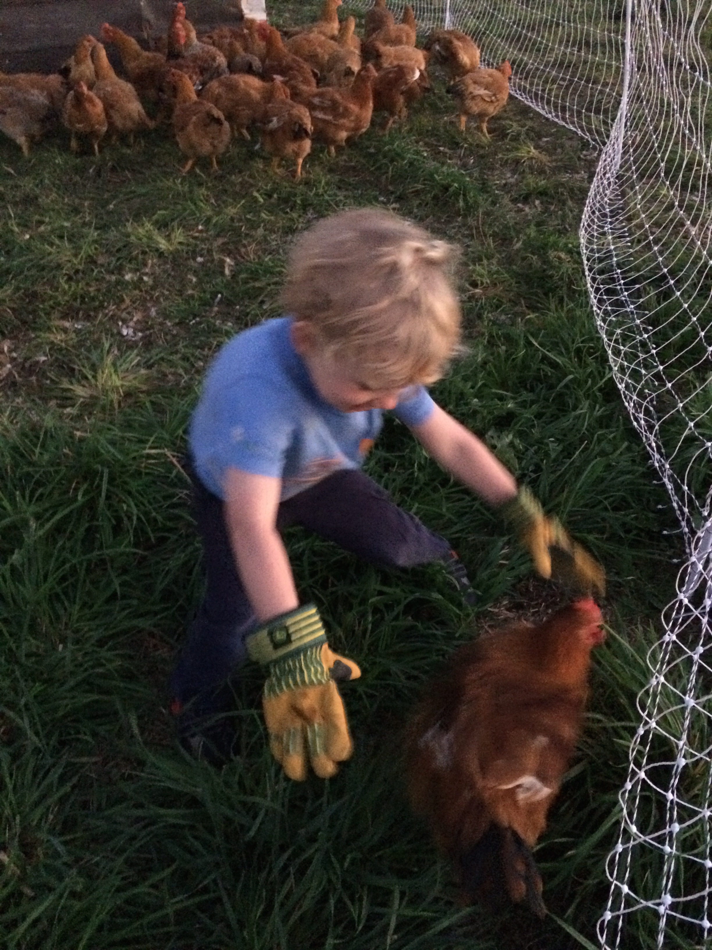 At 9 weeks of age the chickens have reached their full size and are ready for processing.