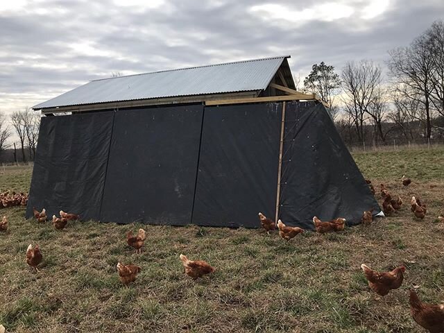 These new windbreaker walls are our latest addition to our mobile coops.  In our open pastures the winds can be a real burden and these should do the trick to help keep our hens happy in the winter while remaining on pasture.  The cold is far more be