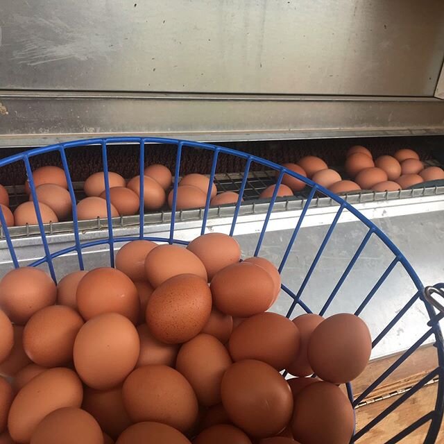 Here&rsquo;s a little glimpse at our egg operations.  We use roll out nest boxes with our hens.  The sloped floor gently rolls the eggs into a separate compartment where they remain clean.  No mud, mess, or pecking on these beauties.  The investment 