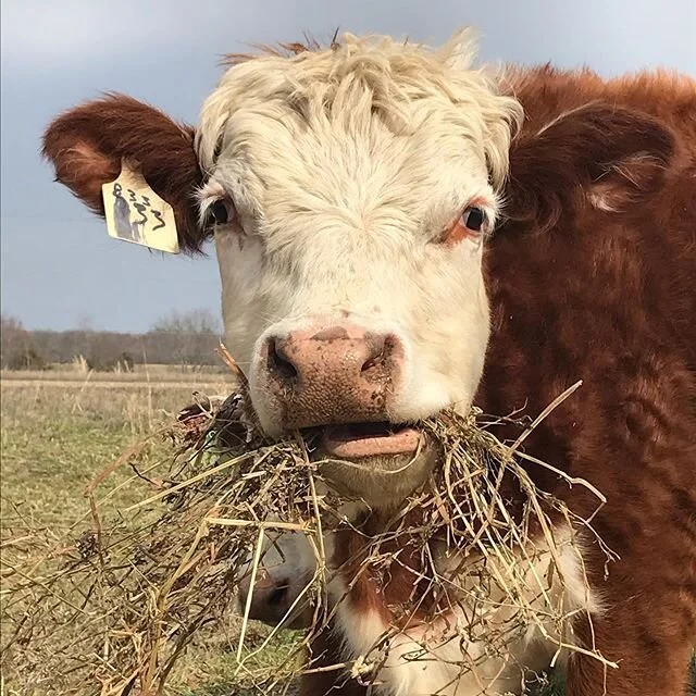 You gotta eat, regardless of the Coronavirus.  Get your orders in by 4:00 tomorrow and we&rsquo;ll bring you food this Sunday!

This may be the way it&rsquo;s gonna be for a little while folks.  In lieu of farmers markets in the near future we&rsquo;