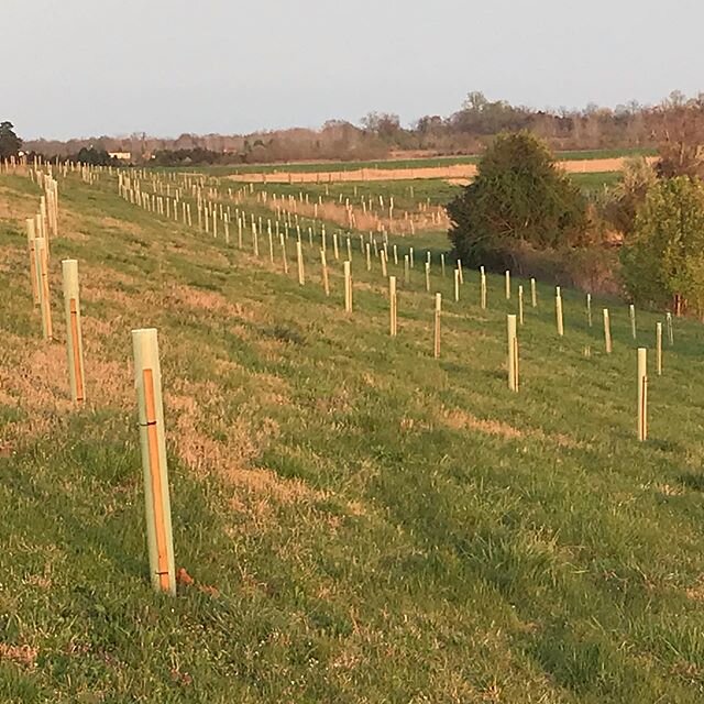 What a week here at Earth&rsquo;s Echo Farm!
Hundreds of trees planted to hold the hill above the pond and as a windbreak between two pastures.

We put plastic walls and roof on our second hoop coop followed by shade cloth to keep the birds comfy and