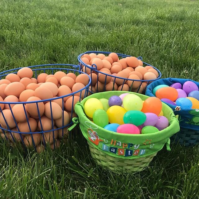 Look at the eggs we found this morning!!!
Happy Easter 🐣🐇
#pastureraised #pasturedpoultry #eastereggs #knowyourfarmer #knowyourfood