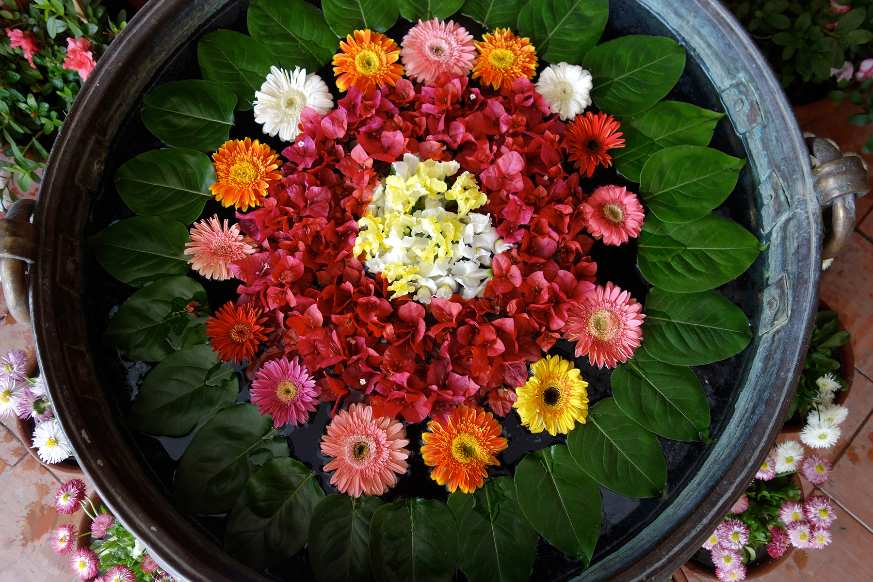 Colours_Flowers-Nepal.jpg
