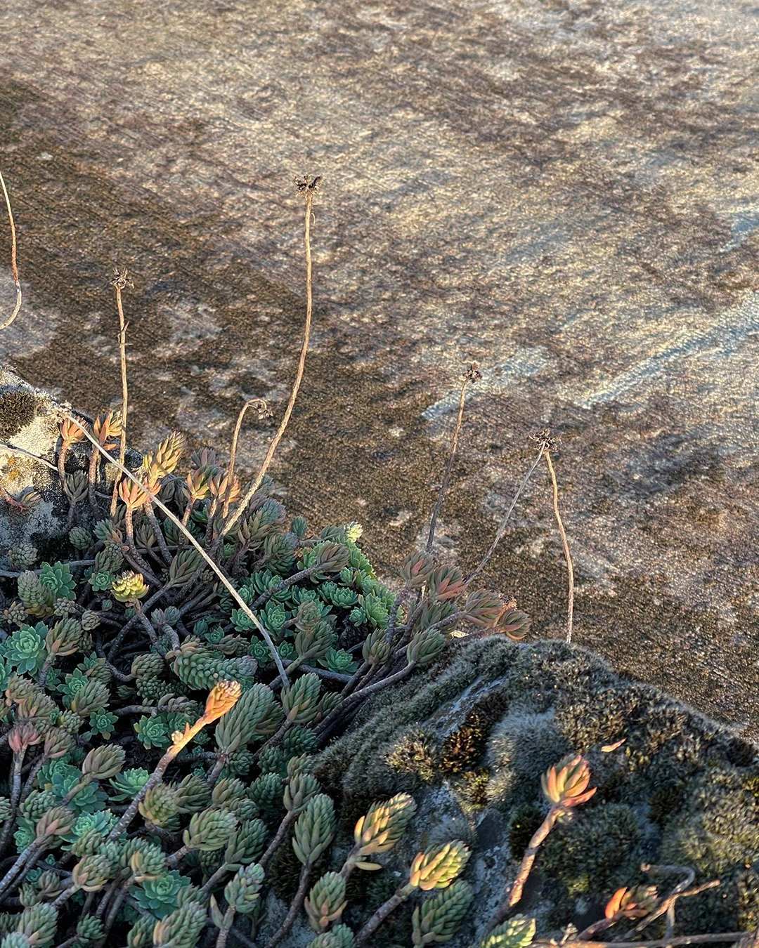 Shallow mousy &ndash; his great strength is to adapt and take in what is there.

Pic @reuber_henning