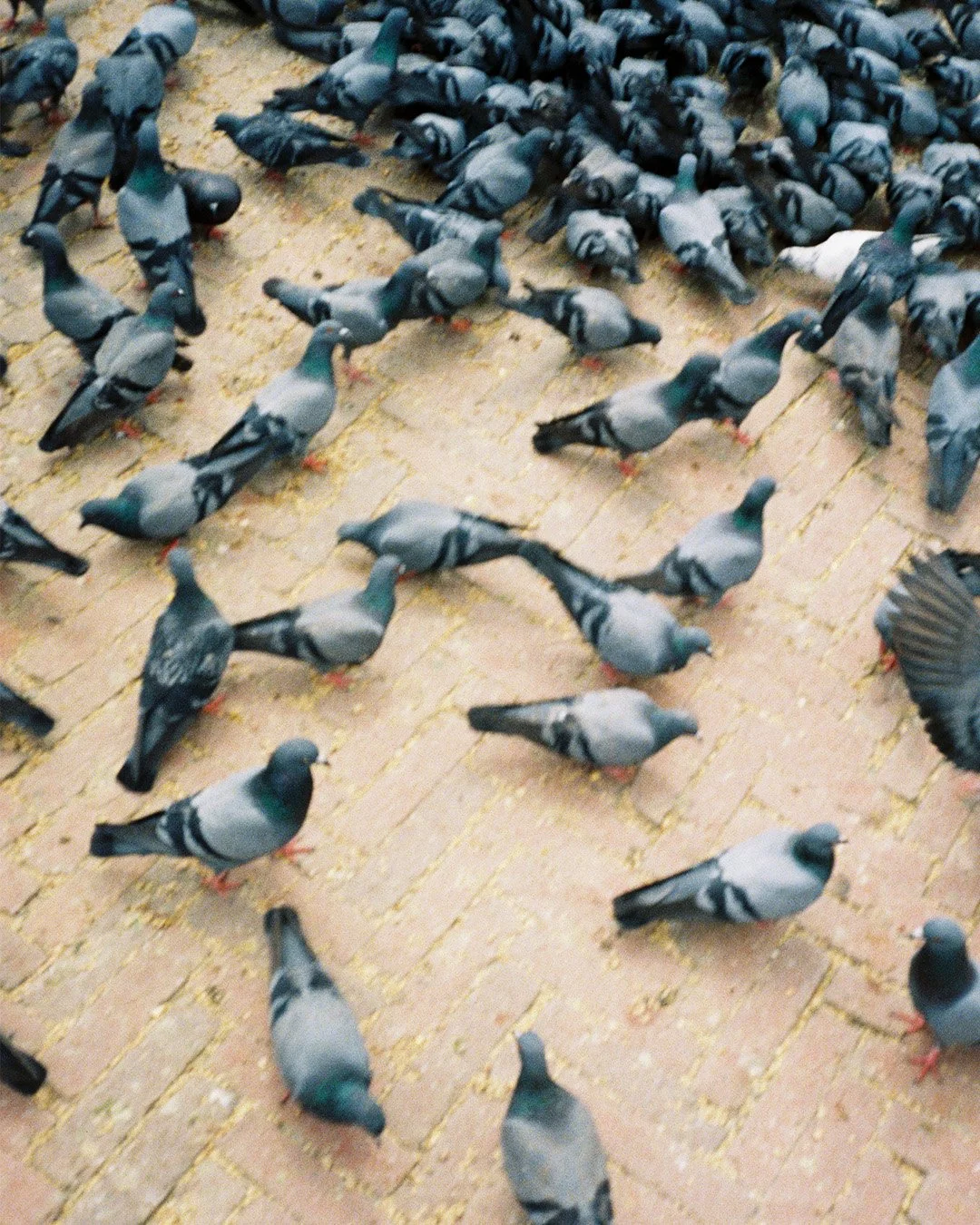 Pigeons are everywhere
Kathmandu Nepal, 2023

pic @rene_fietzek