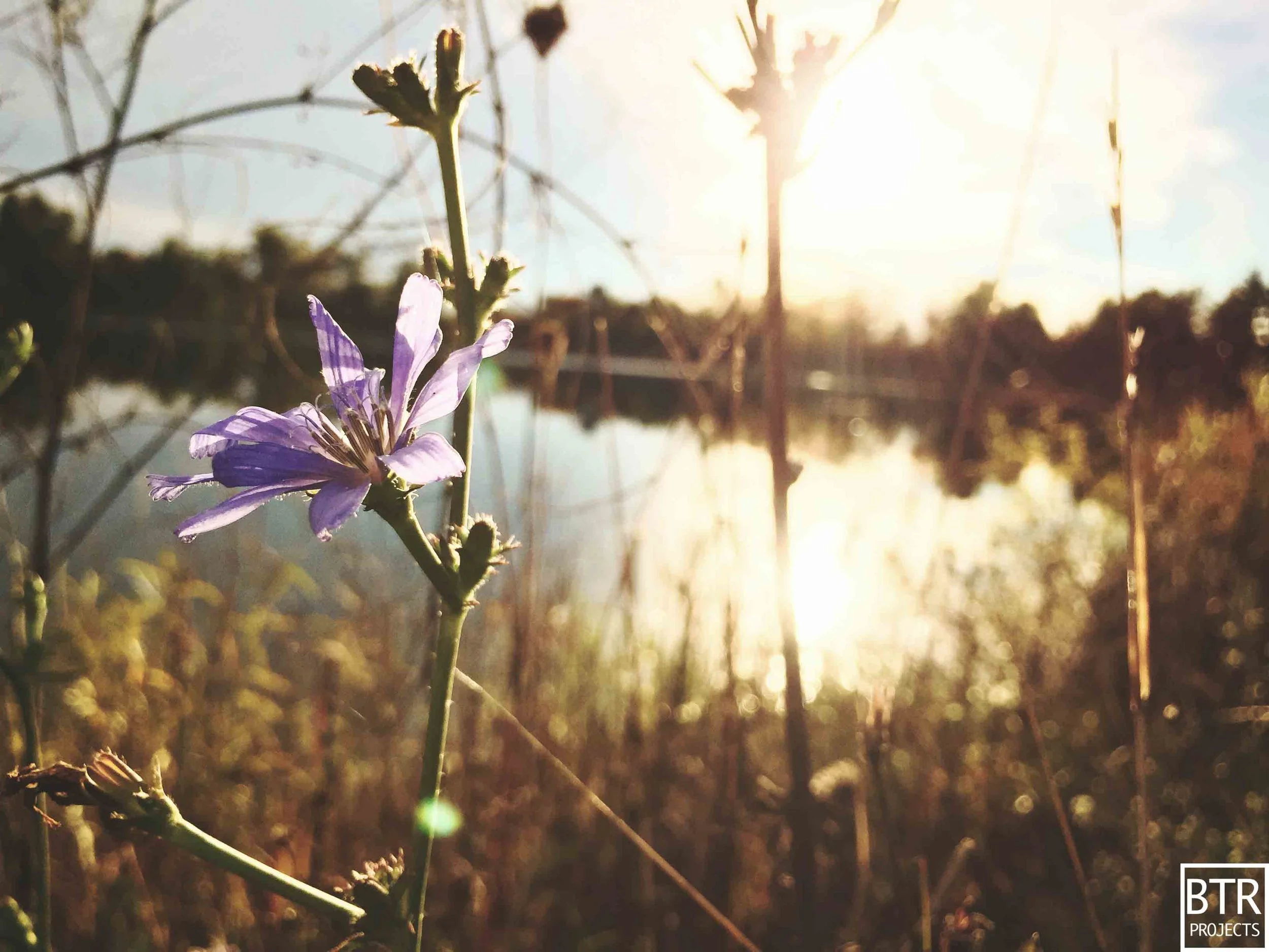 Flowers of the Arboretum