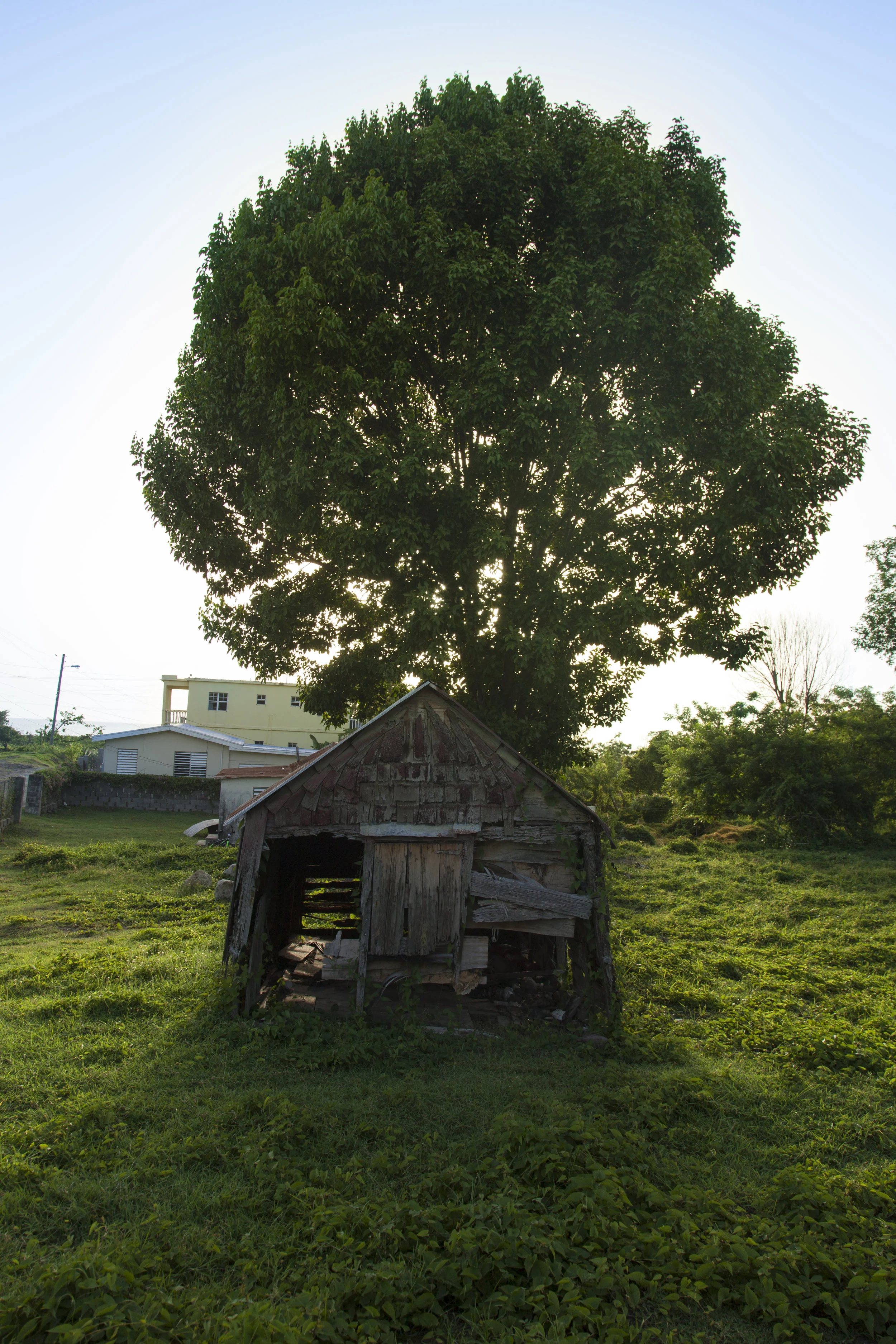 From a Shed Comes a Tree