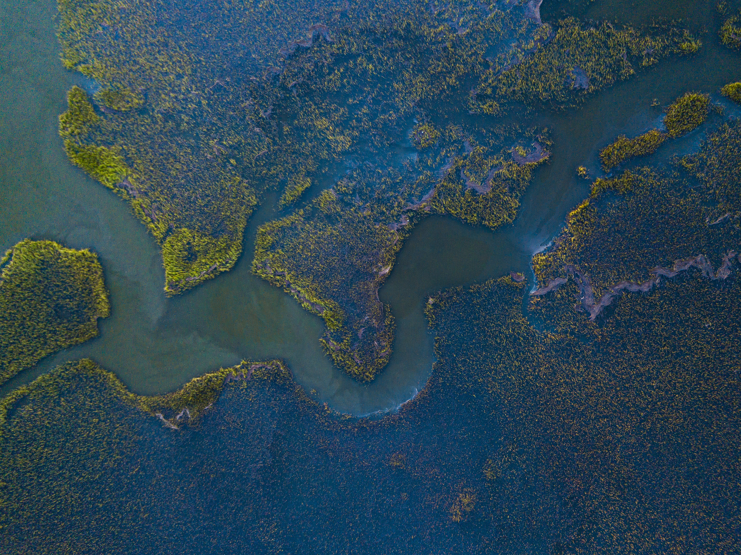 Psychedelic Blue Marshes