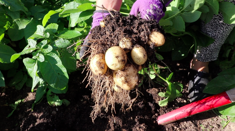 Hvornår høster man de første nye kartofler? — The farm